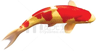 游动的红斑金鲤鱼中秋