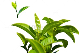 萌芽的茶叶高清背景素材图片