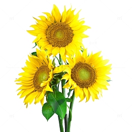 花朵向日葵太阳葵花