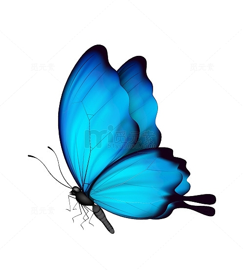 静态美丽蓝色蝴蝶
