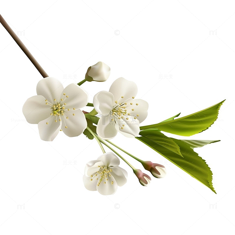 花瓣树枝树叶白色的花梅花