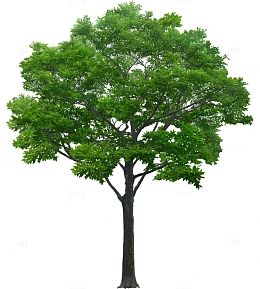 立面树绿色树木植物