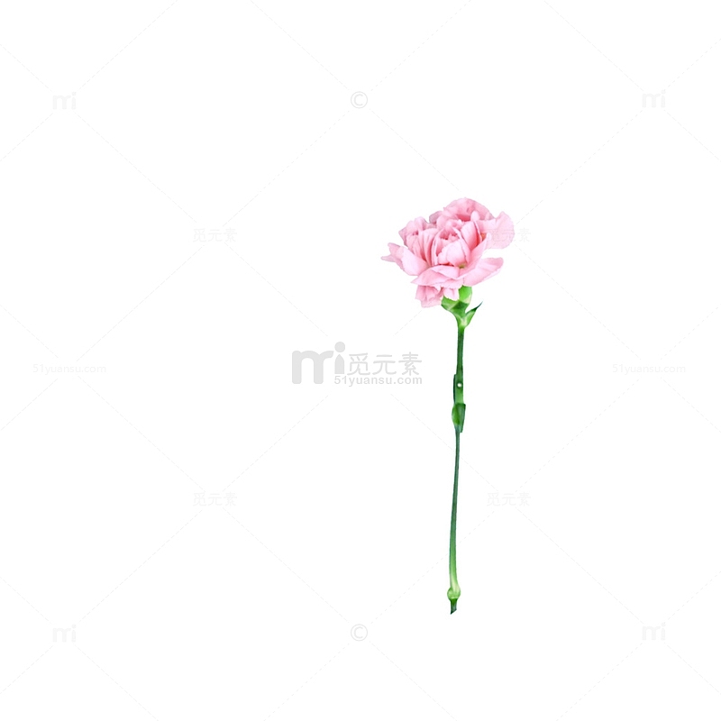 淡粉色康乃馨花枝素材
