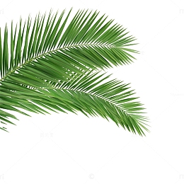 椰子树叶植物绿色
