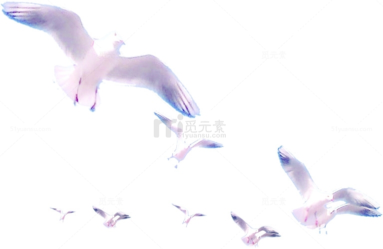 紫色翅膀海鸥国庆