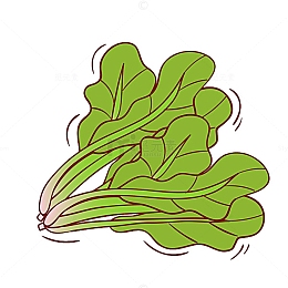 菠菜插画