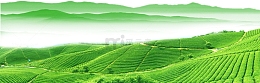 茶山图片