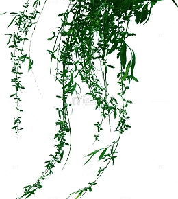创意绿色柳树飘扬的枝条