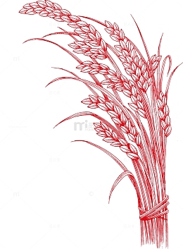 小麦