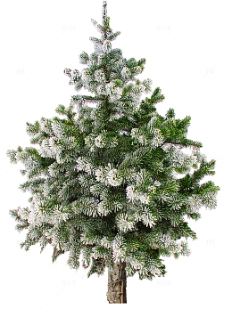 冰雪覆盖的松树