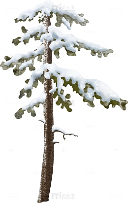 冰雪覆盖的松树