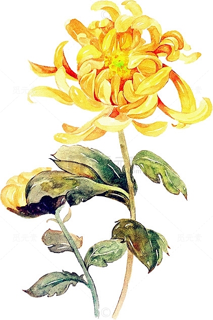 创意高清手绘黄色的菊花
