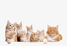 可爱得猫咪素材图片