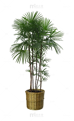 棕榈树盆栽