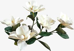 高清摄影白色的玉兰花树叶