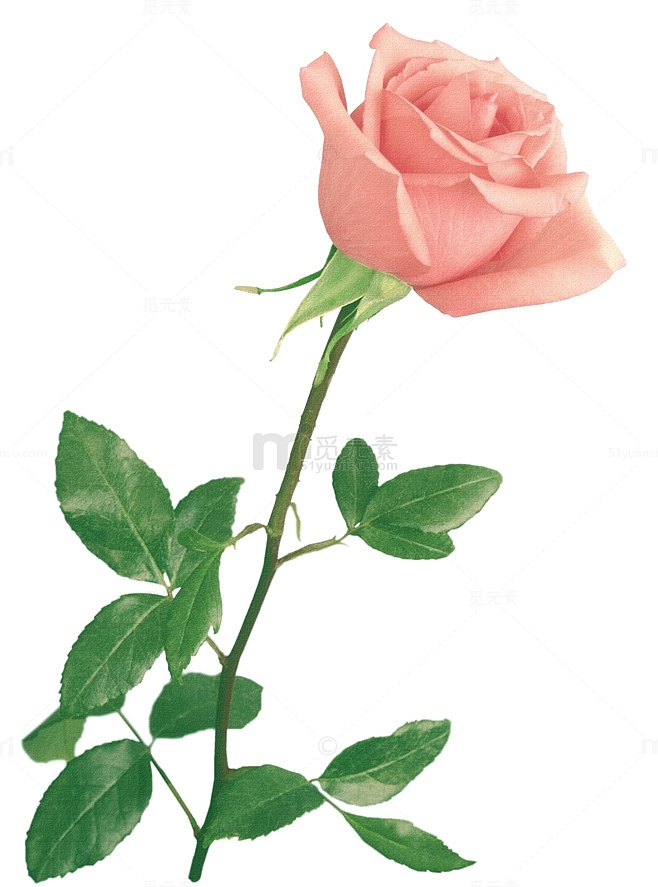 高清创意合成粉红色的玫瑰花
