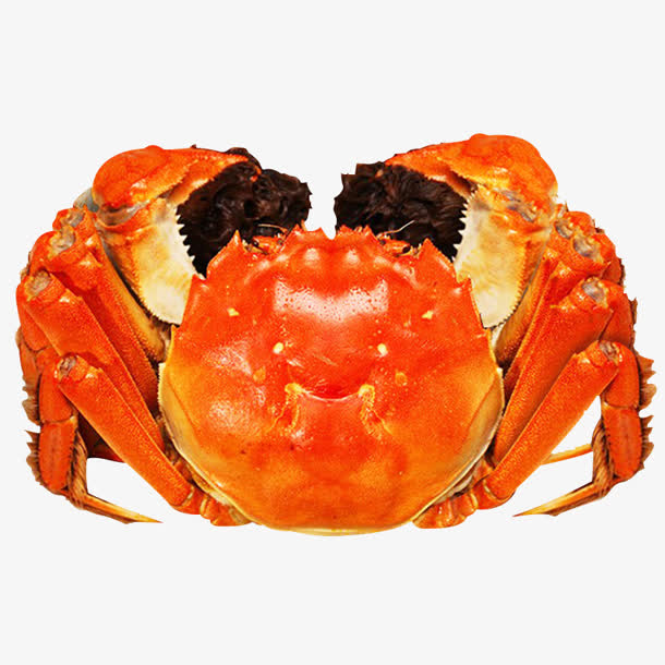 高清摄影橙色的大闸蟹