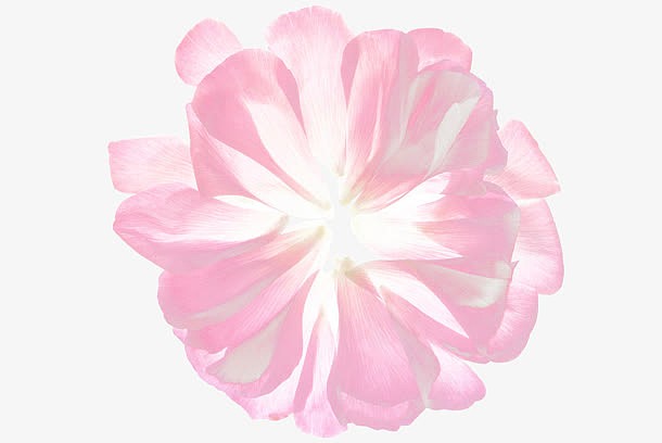 手绘粉色花瓣透明