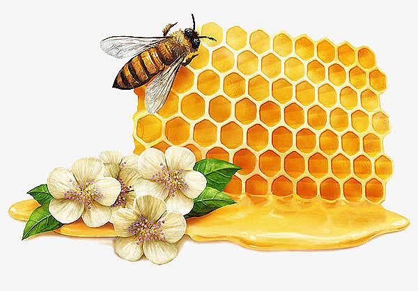蜂蜜蜂蜜花朵素材