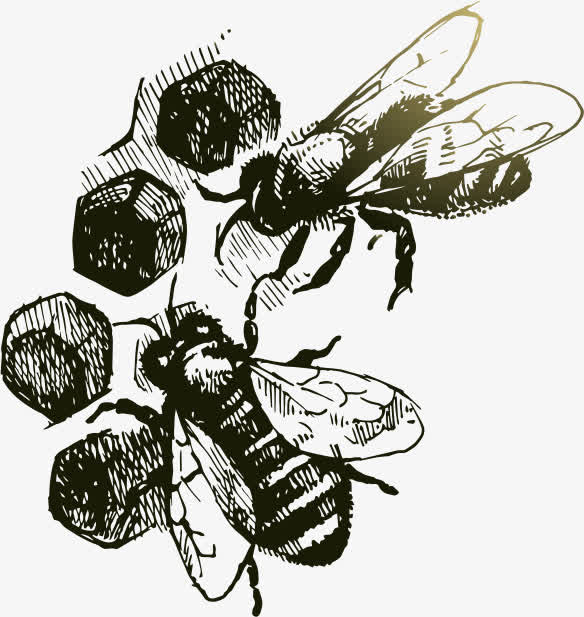 关键词 : 装饰,蜂蜜,蜂巢,手绘