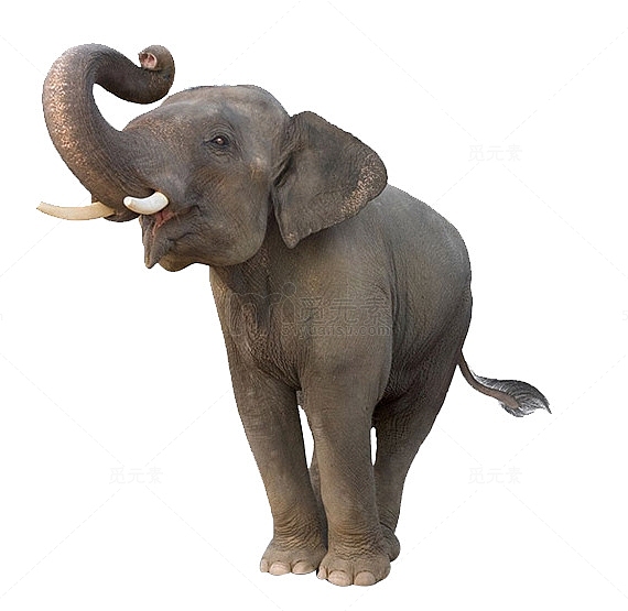 大象动物可爱象牙