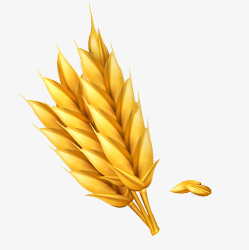 创意手绘金黄色的麦穗