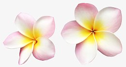 粉色卡通手绘鸡蛋花