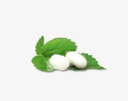 高清绿色树叶蚕丝