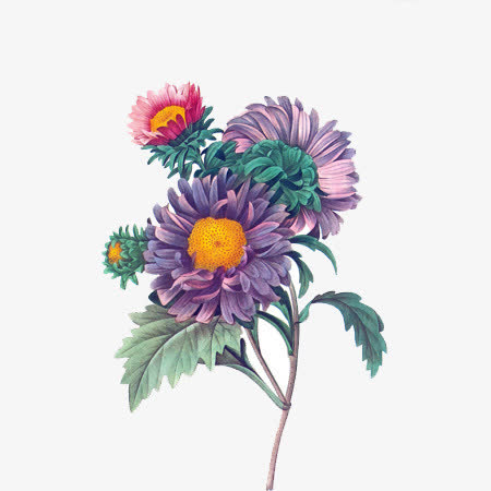 手绘创意合成风中的菊花