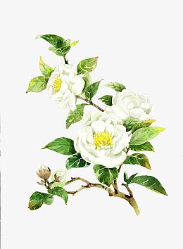 水墨合成白色的茉莉花