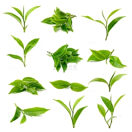 绿色鲜嫩茶叶合集
