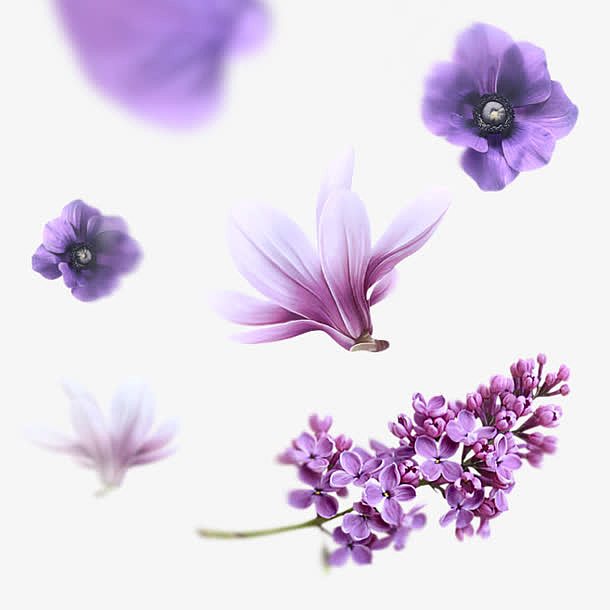 紫色盛开美丽花朵鲜艳