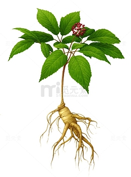 绿色树叶高清人参