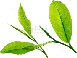 绿色天然清新茶叶乌龙茶