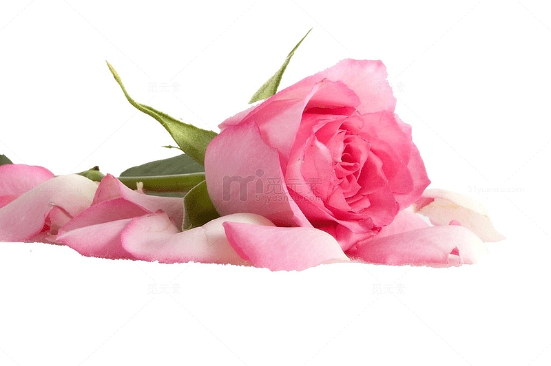 粉色玫瑰花瓣饱满