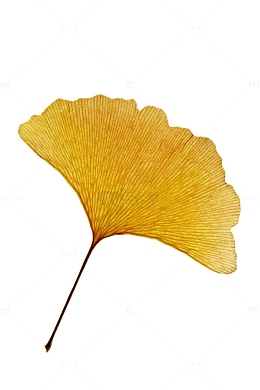 黄色银杏树叶高清