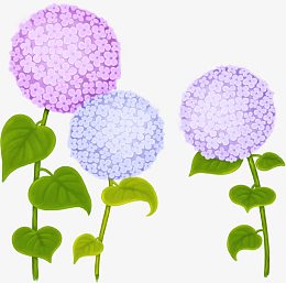 手绘彩色卡通绣球花