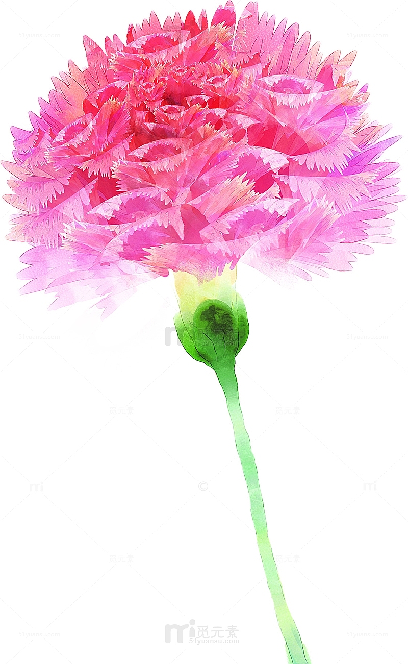 手绘粉色分层康乃馨花朵