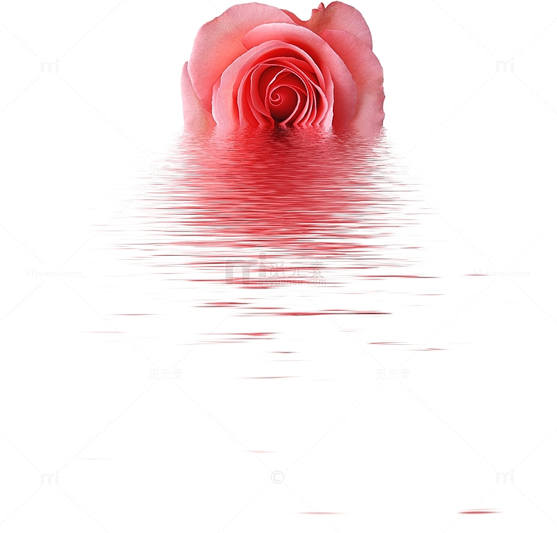 手绘水纹玫瑰花朵