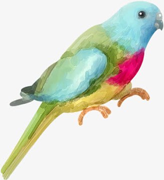 手绘可爱彩色鹦鹉