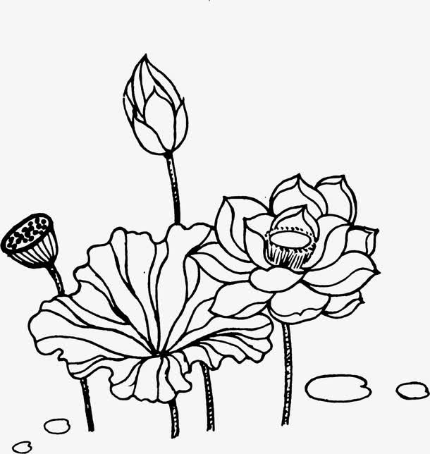 手绘荷花艺术图稿素材免费下载_觅元素