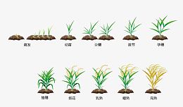 稻子生长过程