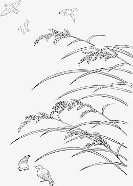水稻和麻雀线描矢量素材
