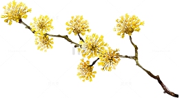 黄色卡通可爱菊花重阳节