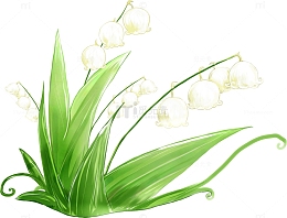 手绘白色铃兰花草植物