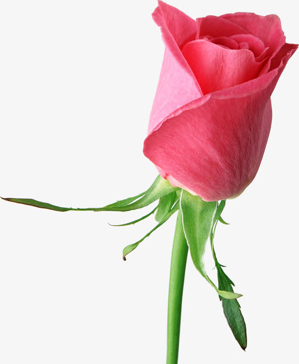 高清粉色鲜艳玫瑰花苞免抠素材免费下载_觅元素51yuansu.com