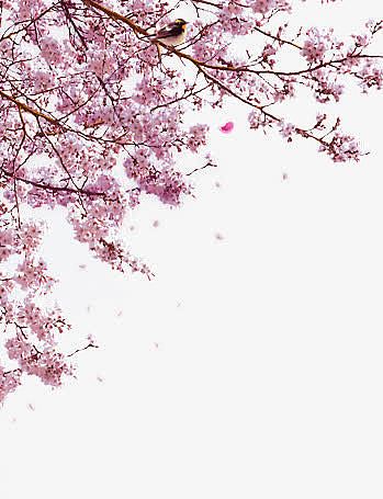 樱花树写实