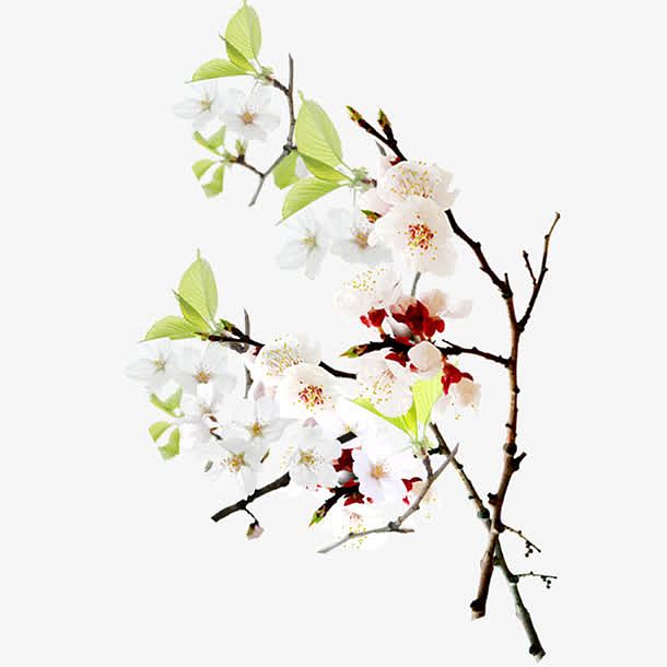 梨花素材免费下载_觅元素