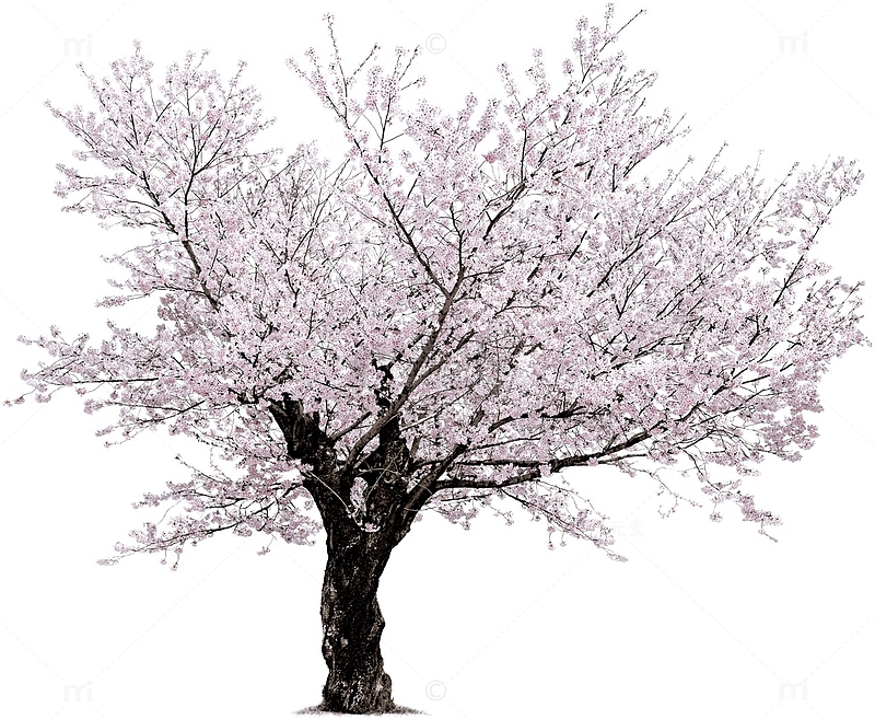 一棵樱花树