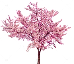 唯美樱花树